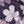 Dusty Purple