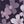 Dusty Purple