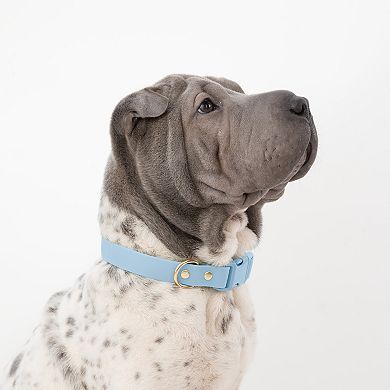 SportPet Solid Color Basic Dog Collar