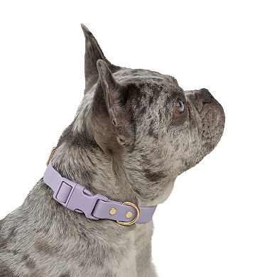 SportPet Solid Color Basic Dog Collar