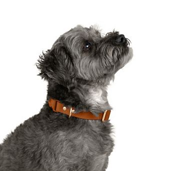 SportPet Solid Color Basic Dog Collar