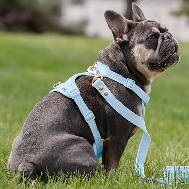 SportPet Solid Color Basic Dog Leash