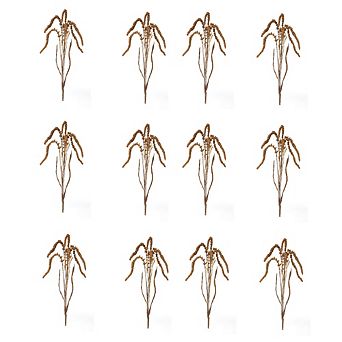 Amaranthus Stem (set Of 12)