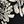 Black Estelle Floral