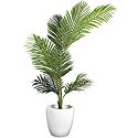 Palm Trees