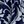 Navy Ivory