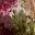 Olive Khaki Wine