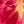 Pink Orange Gold