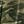 Green Camo