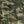 Green Camo