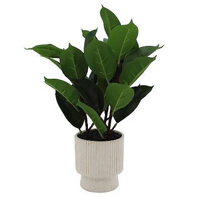 Potted Ficus