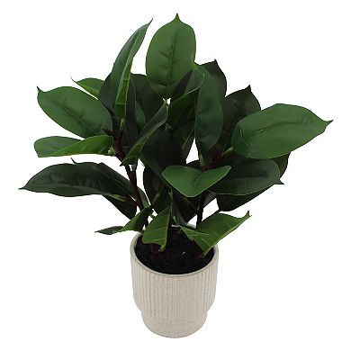 Potted Ficus