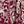 Plum Beige