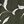 Pine Ivory Easy Leaves
