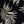 Black Fun Palm
