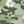 Green Camo