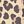 Tan Leopard