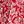 Red Stamped Floral