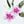 White Magenta