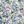 White Lilac Floral