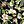 Hibiscus Fl0ral Black