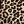 Tan Wild Cheetah