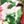 Pink Green