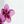 White Magenta