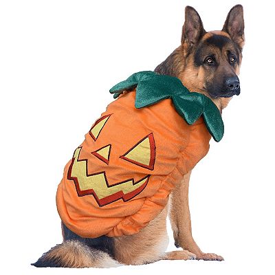 Dog pumpkin shops outfit