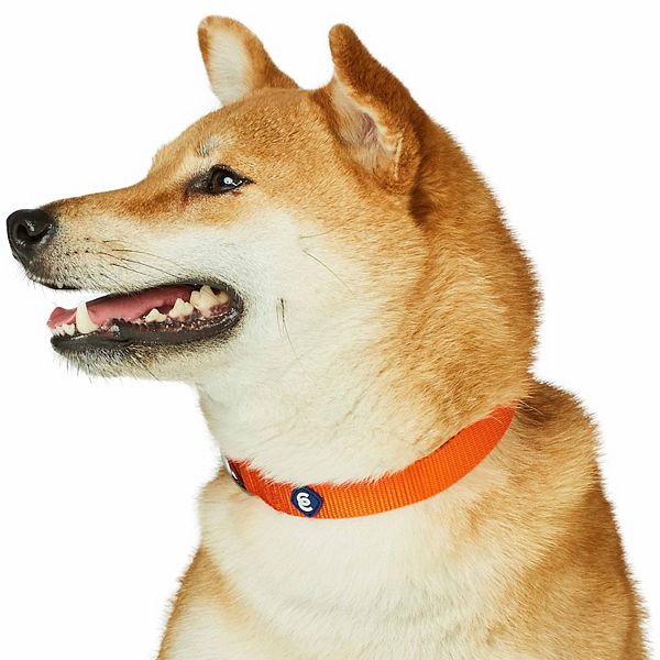 Blueberry Pet Classic Solid Dog Collar - Orange (SMALL)