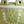 Green Crocodile