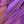 Blue Purple