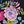 Blck Pink Periwinkle