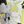 Chartreuse Gray Blck