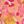Yellow Coral Fuschia