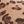 Tan Leopard