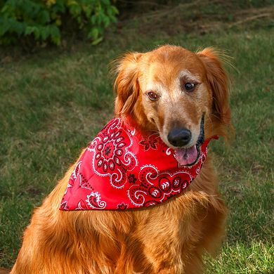 CTM 27 Inch Extra Large Cotton Paisley Bandana (Pack of 6)