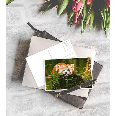 40x Wild Animal Postcards, Tiger, Bear, Giraffe, Elephant, Lion, Zebra, 4x6"