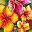 Hawaiian Flowers