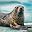 Leopard Seal
