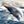 Humpback Harmony