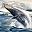 Humpback Harmony