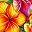 Hawaiian Flowers