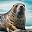 Leopard Seal