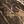 Nature Camo Brown