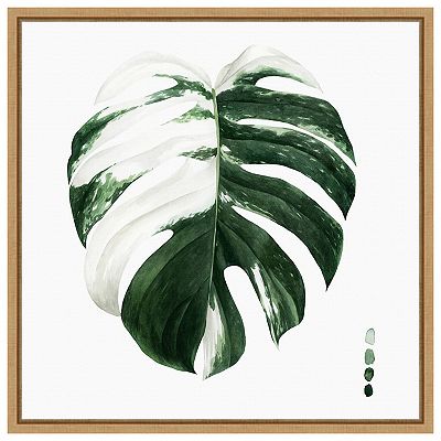 zucker monstera Monstera im Kugelglas - Hydroponik - Monstera main image 1