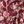 Wine Scarlet Vine