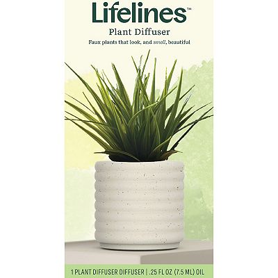 green spider plant Spider Plant 'Green' main image 0