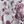 Plum Gray
