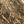 Brown Camo